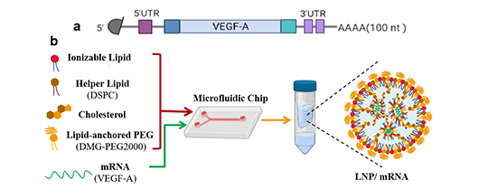 VEGFa cmRNA增强成纤维细胞治疗糖尿病足溃疡